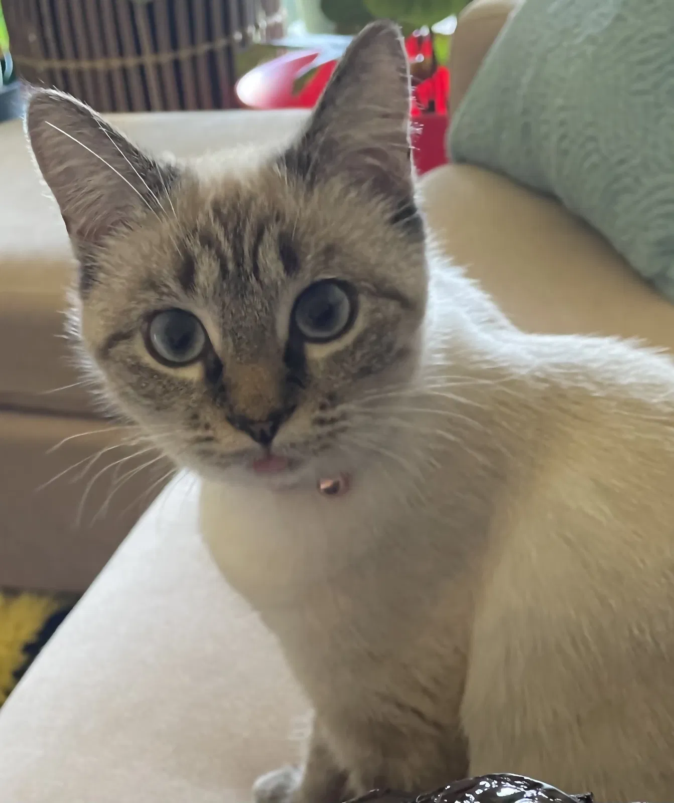 Lost cat in Oak Ridge, TN, 37830