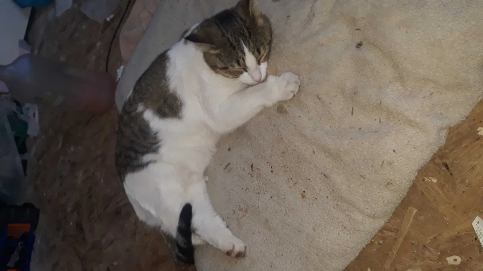 Lost cat in Toledo, OH, 43605
