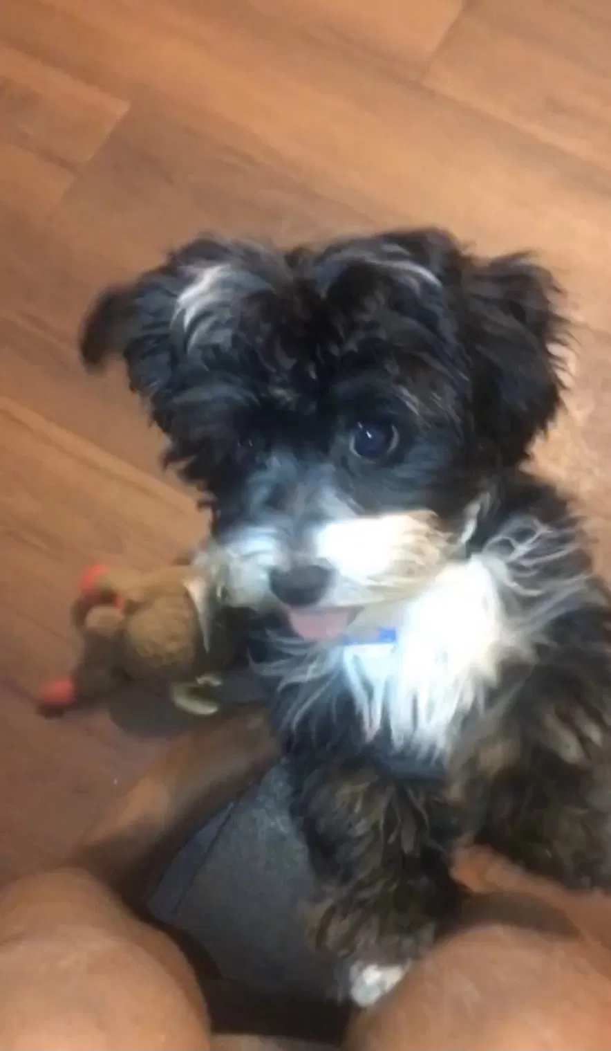Lost dog in San Antonio, TX, 78218