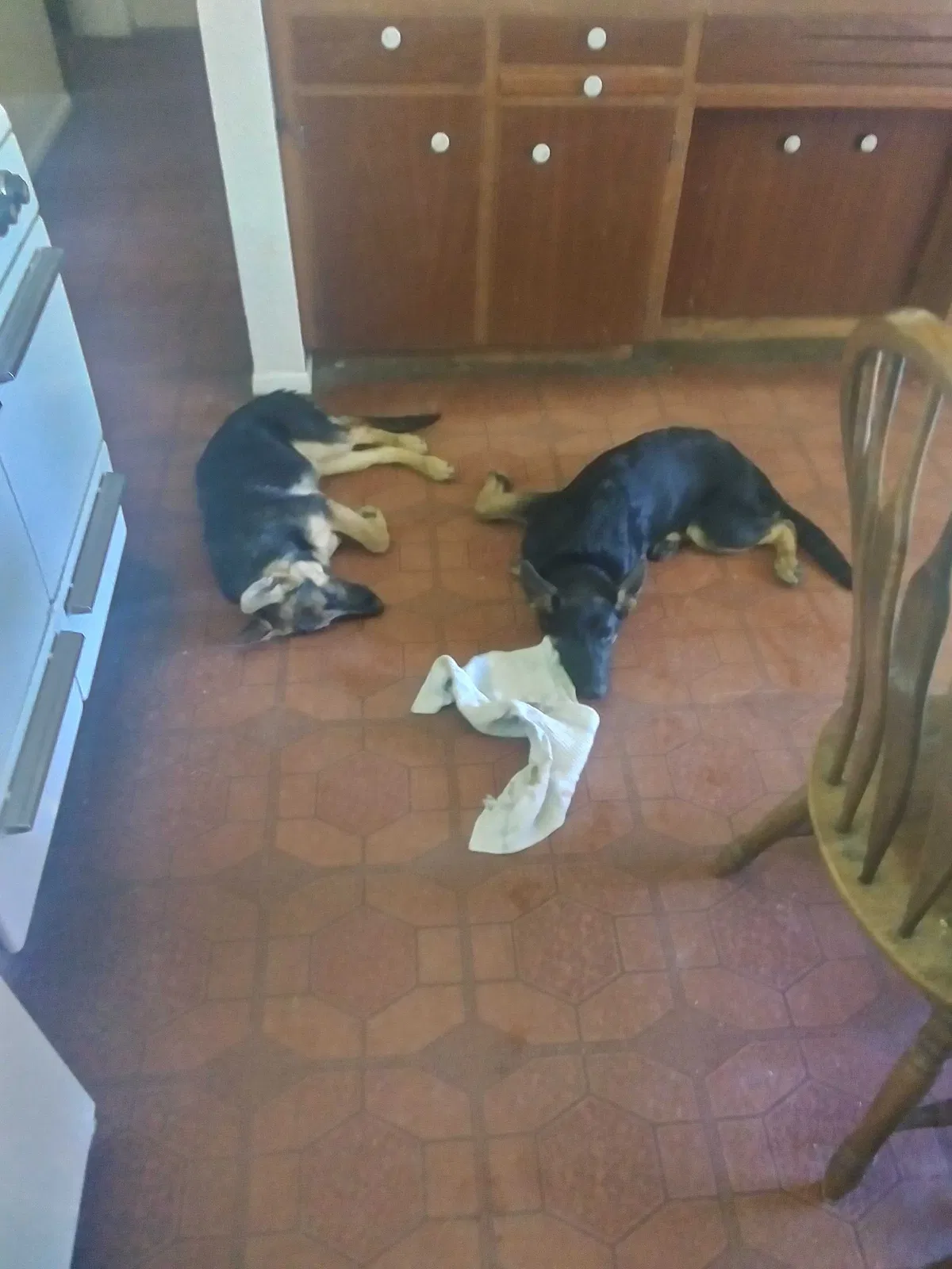 Lost dog in Glendale, AZ, 85306