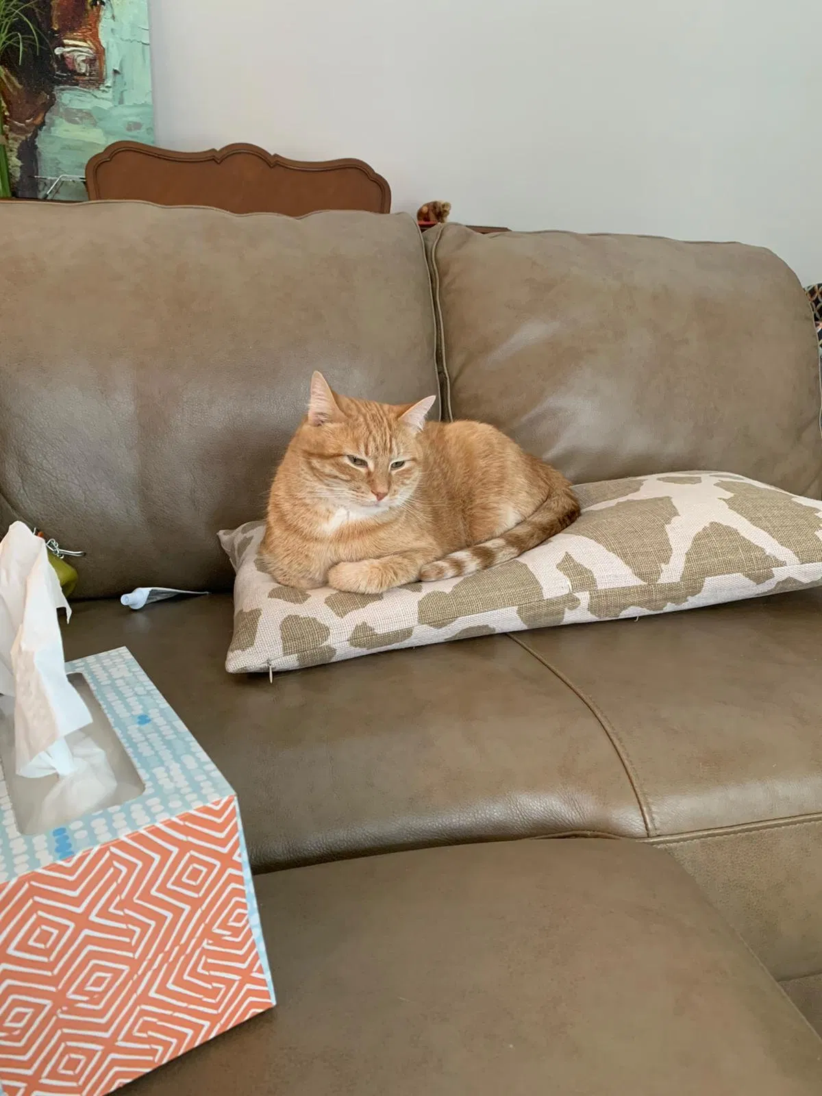 Lost cat in Jonesboro, AR, 72404