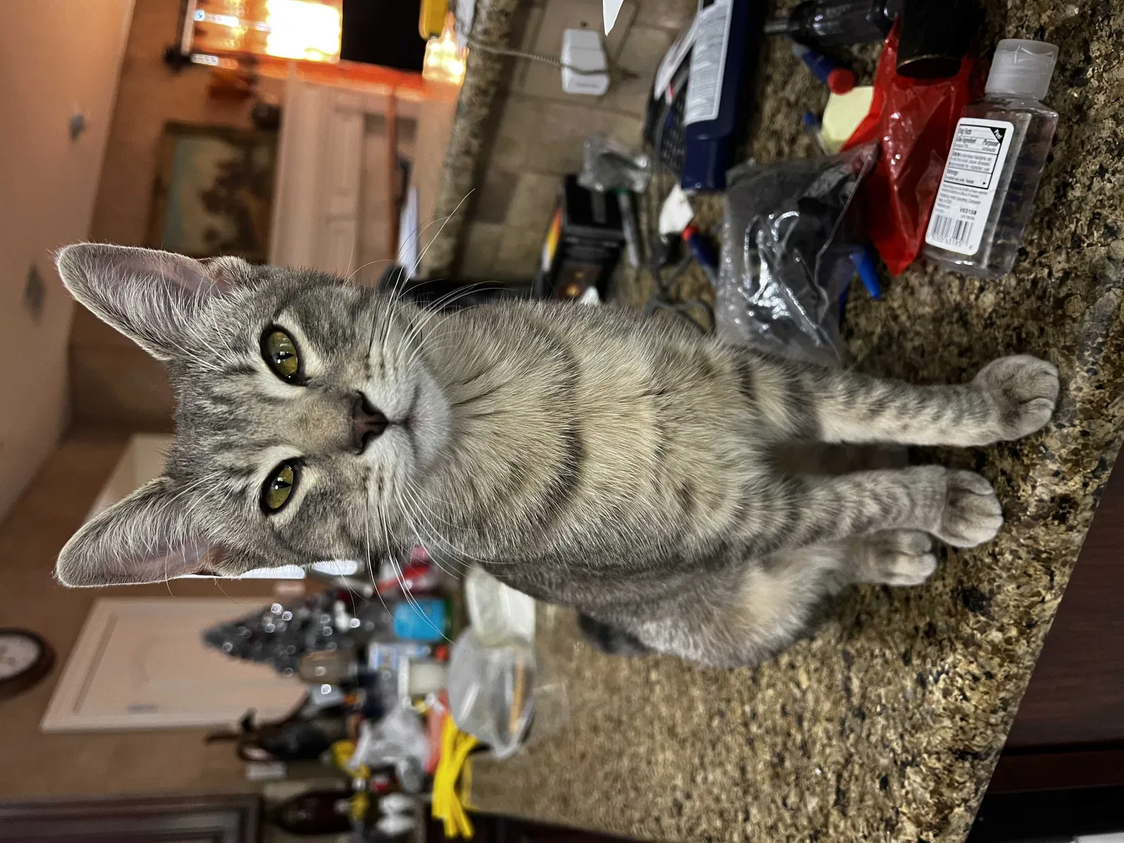 Lost cat in Garland, TX, 75044