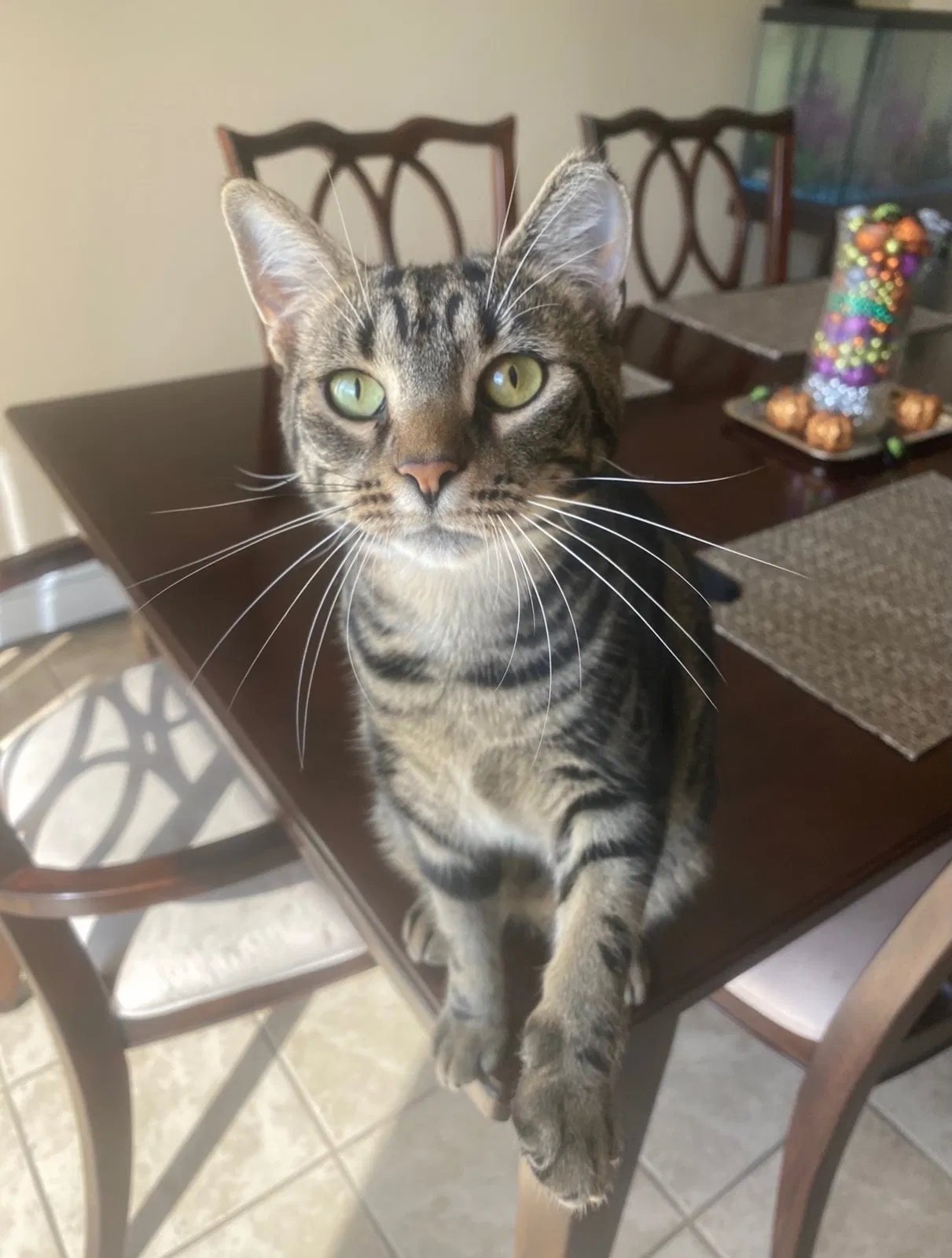 Lost cat in Pawtucket, RI, 2861