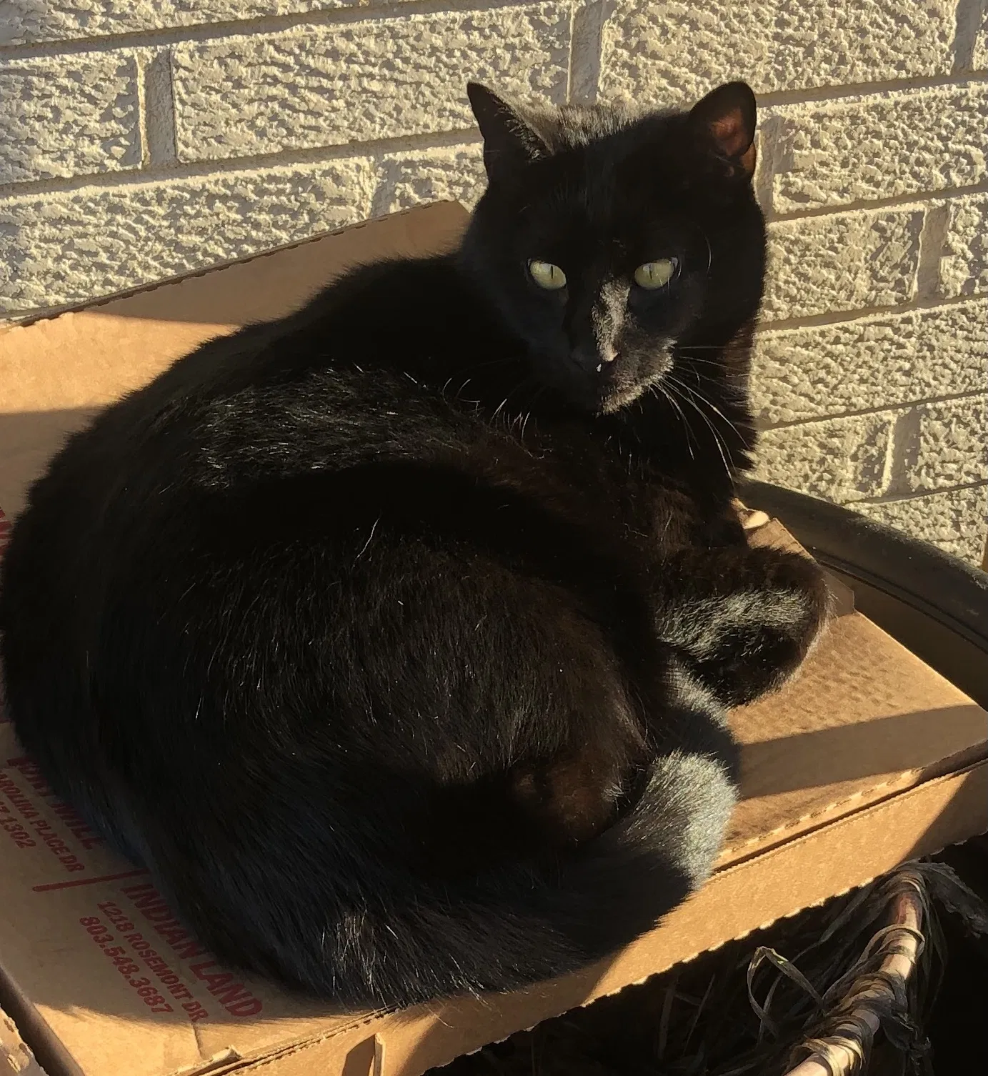 Lost cat in Rock Hill, SC, 29732