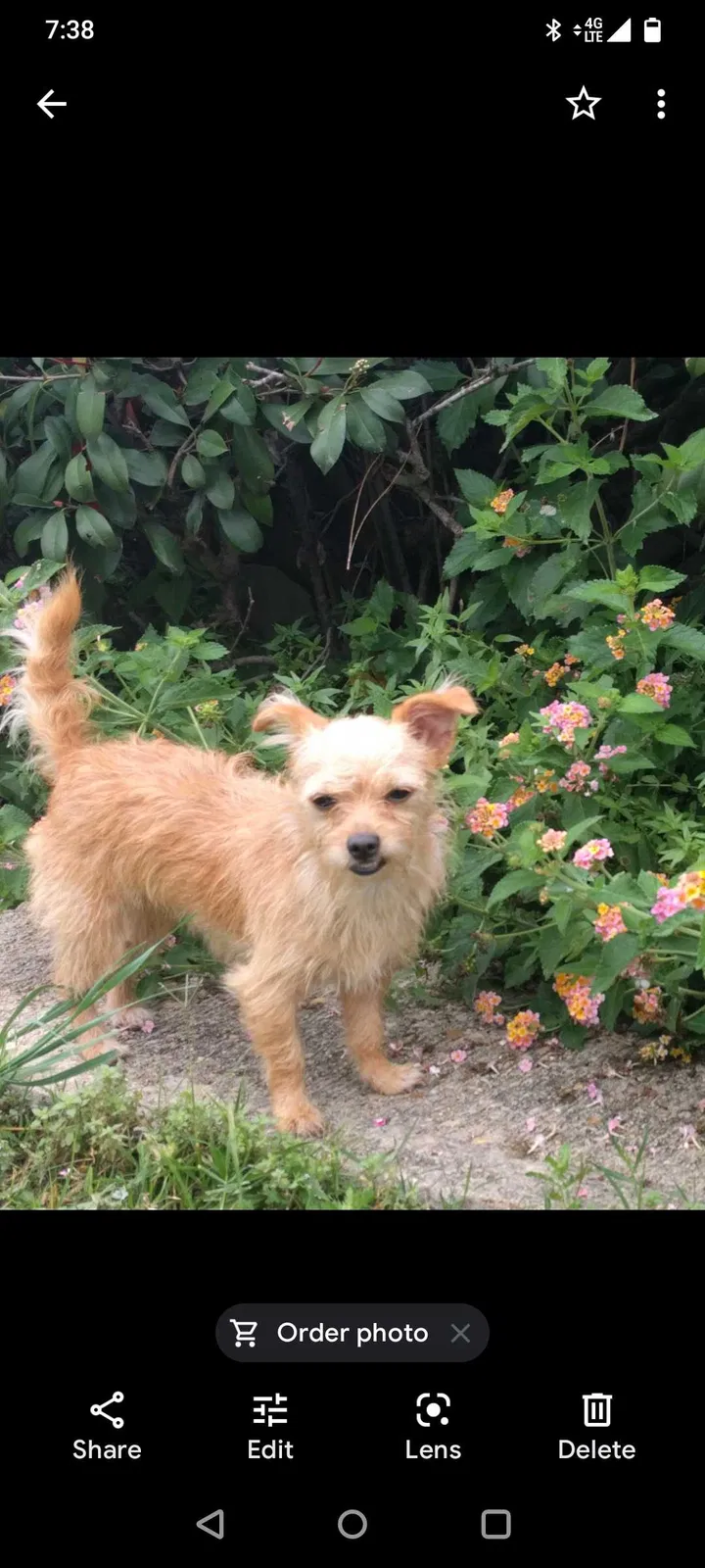 Lost dog in Lytle, TX, 78052