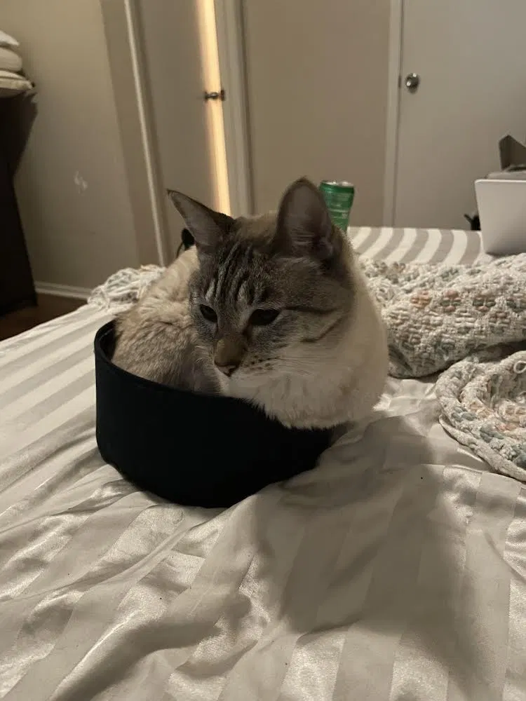 Lost cat in Austin, TX, 78705