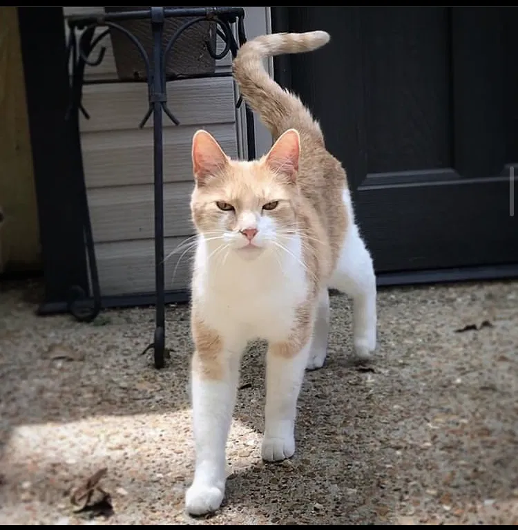 Lost cat in Coldwater, MS, 38618