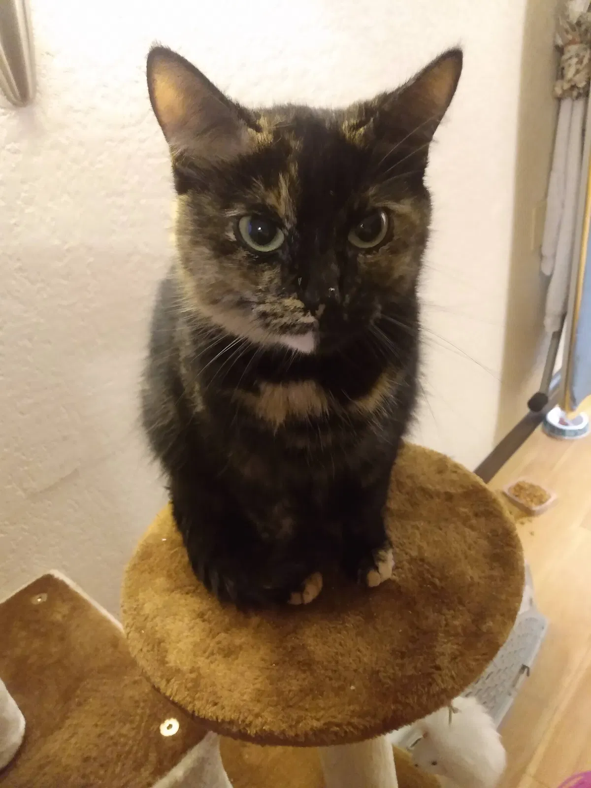 Lost cat in Lewisville, TX, 75067