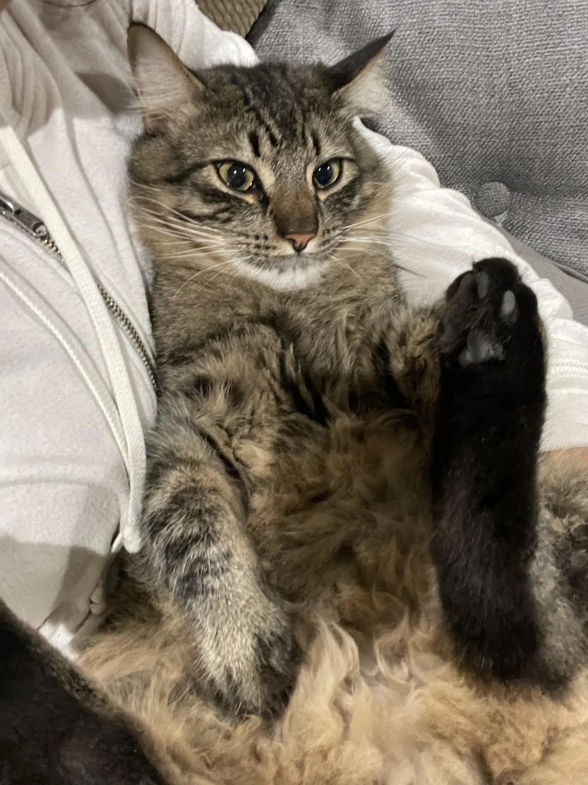 Lost cat in Los Angeles, CA, 90049