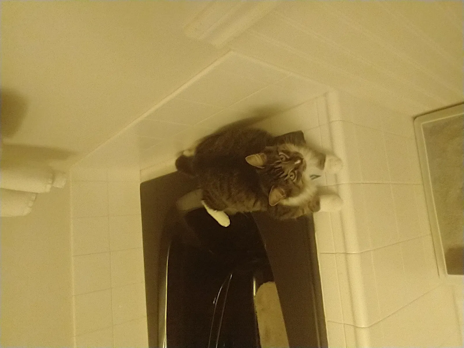 Lost cat in Portland, OR, 97218