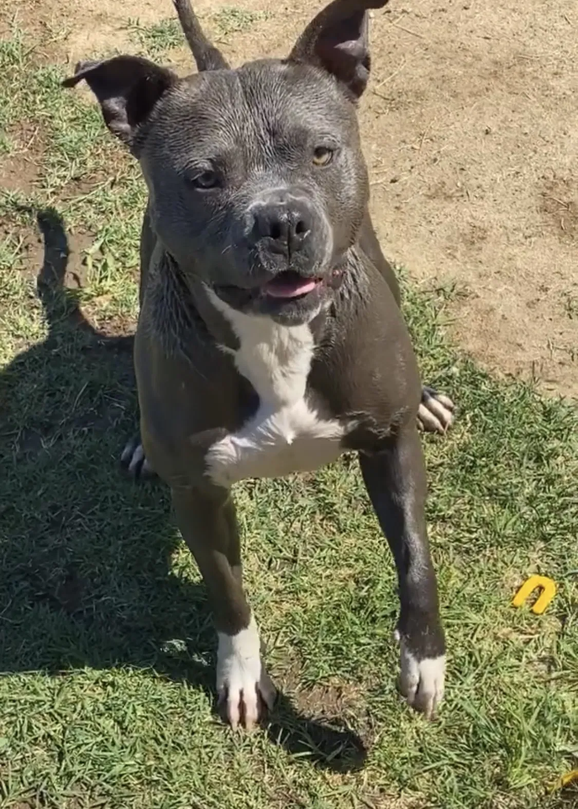 Lost dog in Phoenix, AZ, 85007