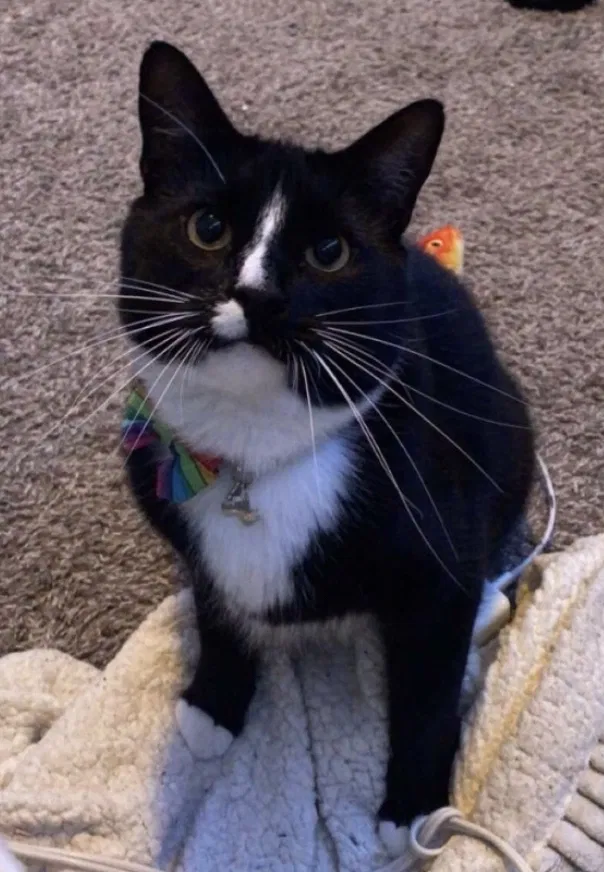Lost cat in Grand Rapids, MI, 49506