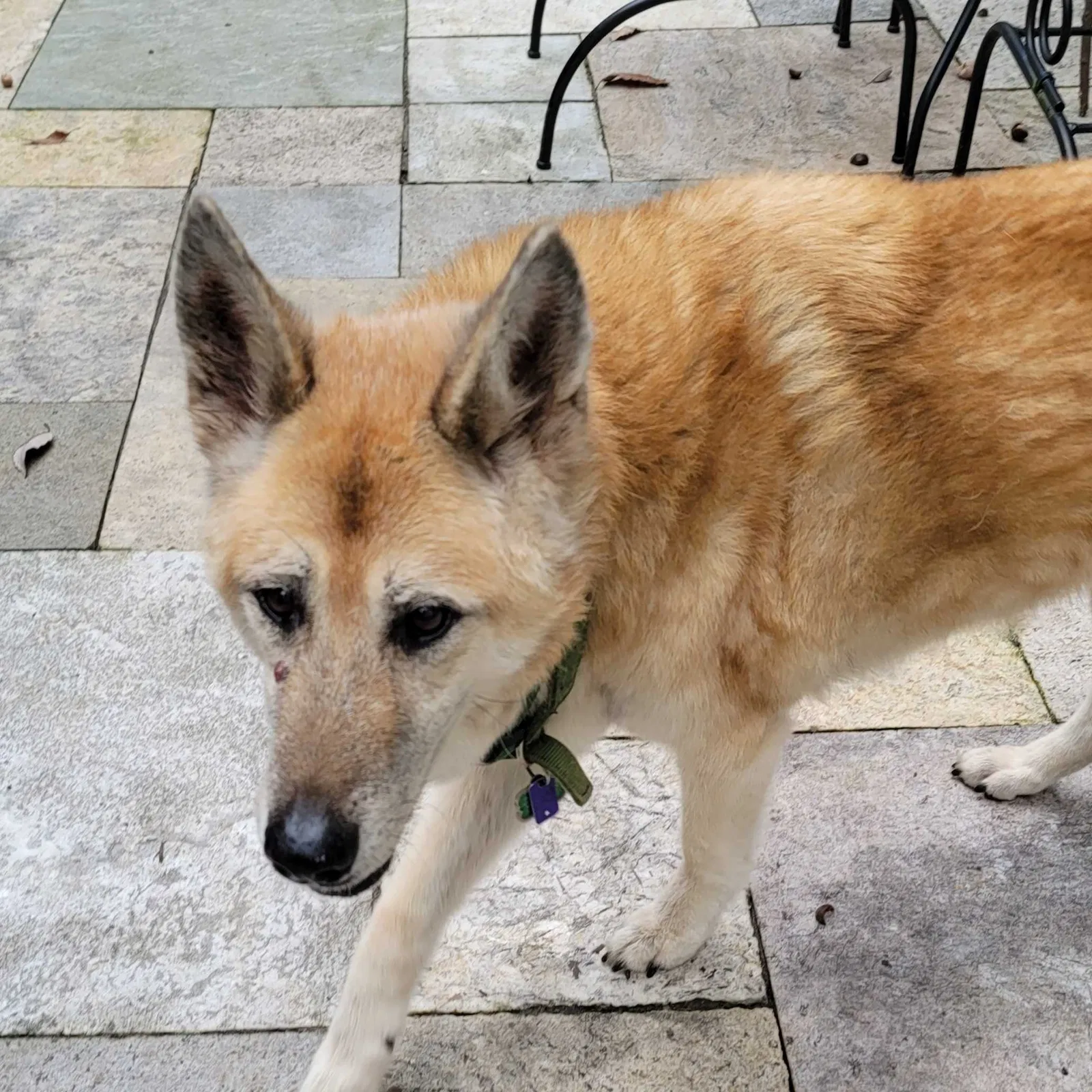 Lost dog in Cochranville, PA, 19330