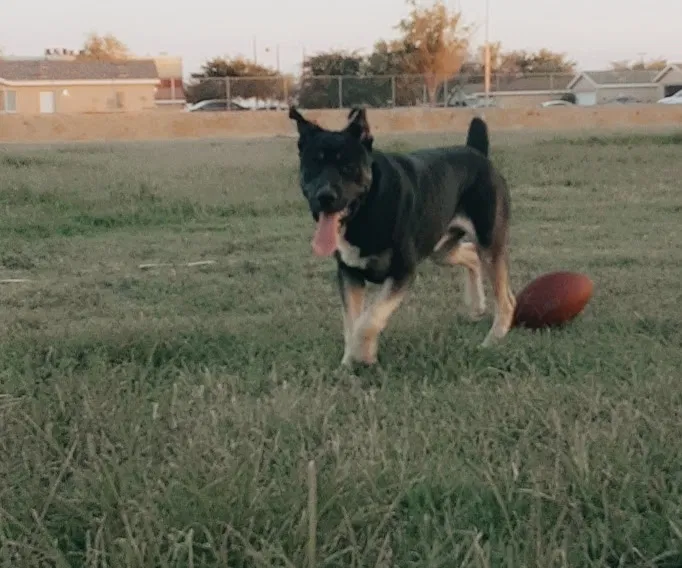 Lost dog in Bakersfield, CA, 93306