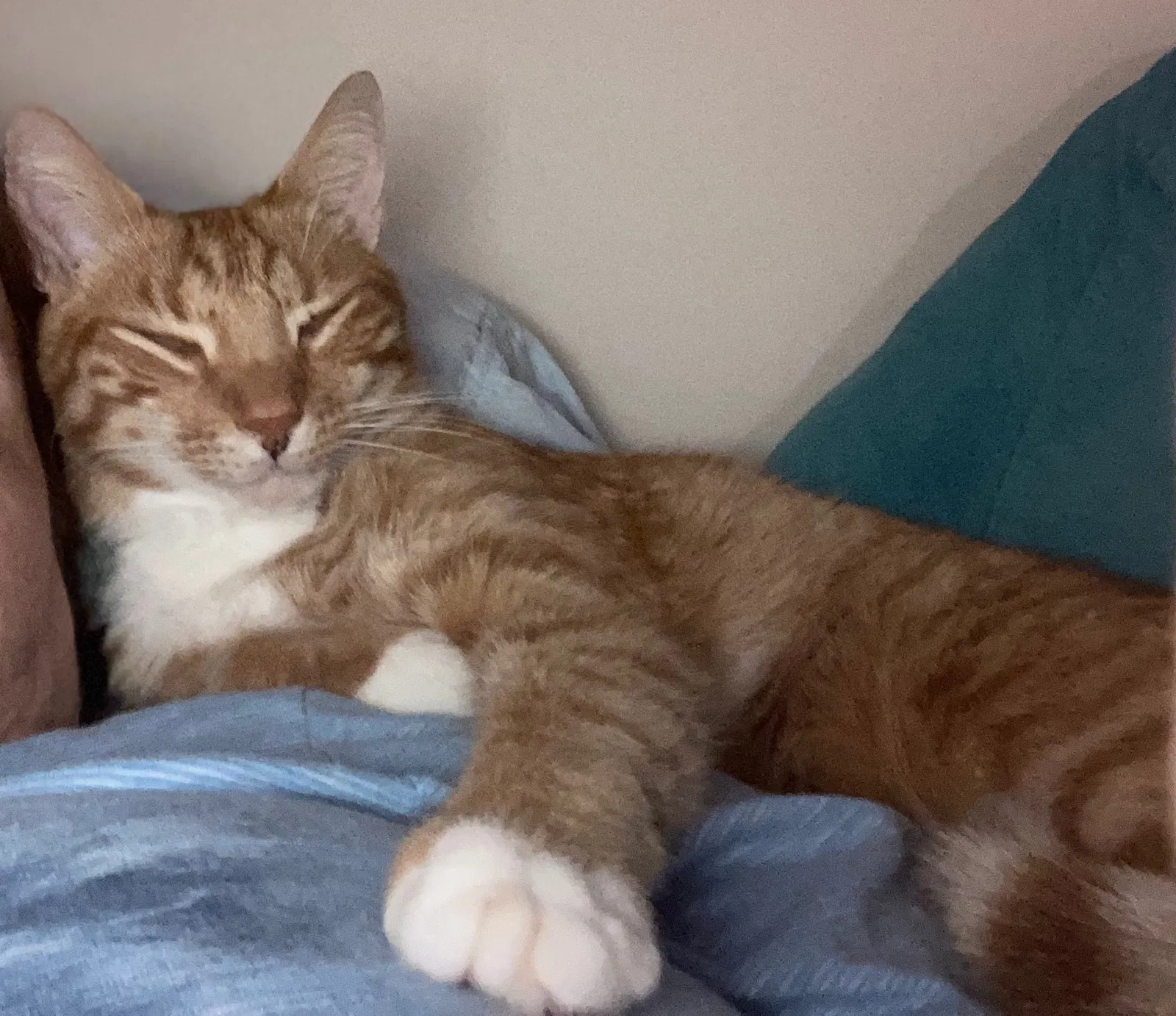 Lost cat in Boca Raton, FL, 33428