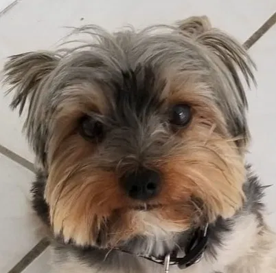 Lost dog in Miami, FL, 33169