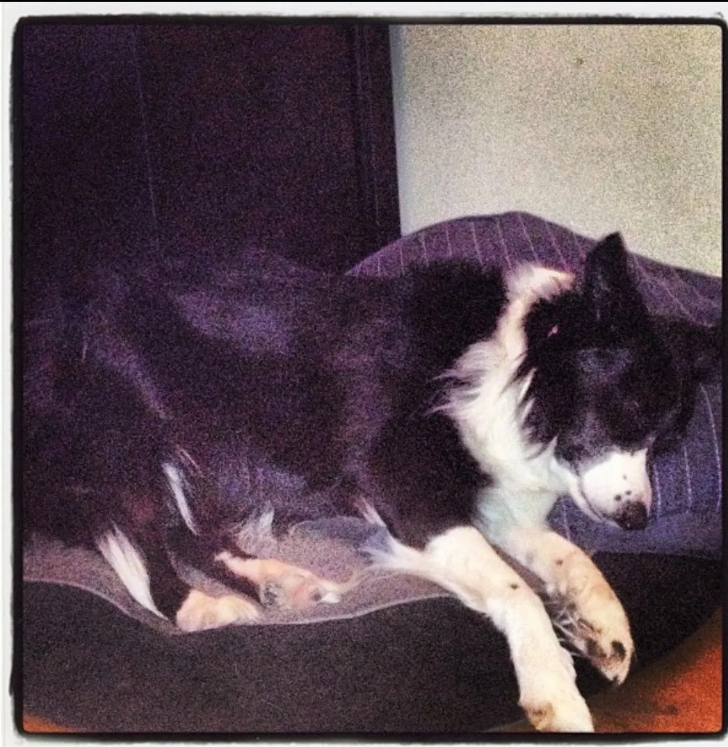 Lost dog in Saint Charles, MO, 63301