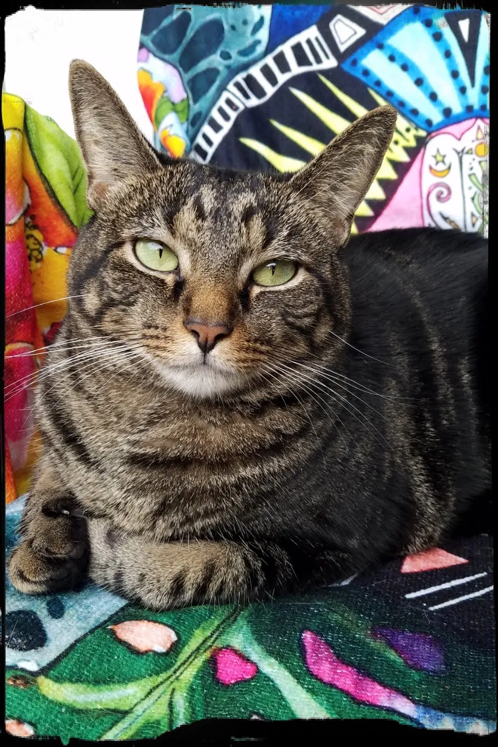 Lost cat in Houston, TX, 77065