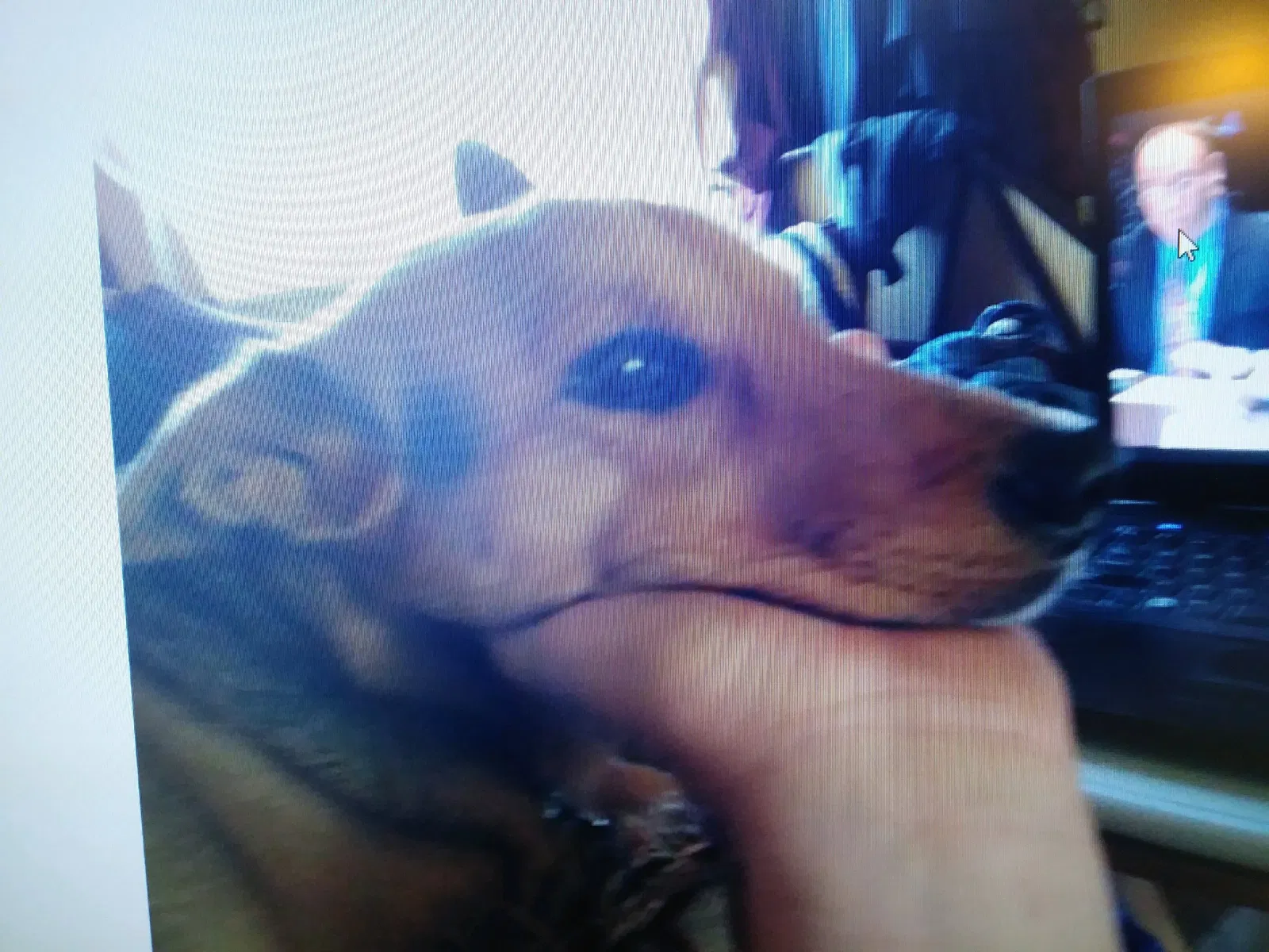 Lost dog in Aurora, CO, 80013