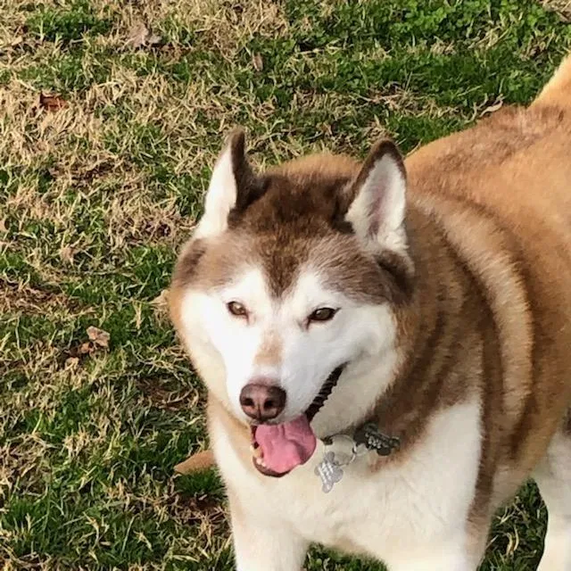 Lost dog in Birmingham, AL, 35217