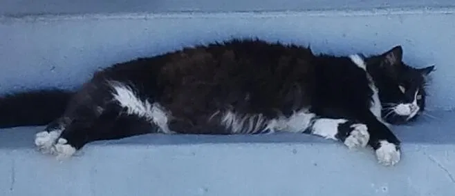 Lost cat in Torrance, CA, 90501