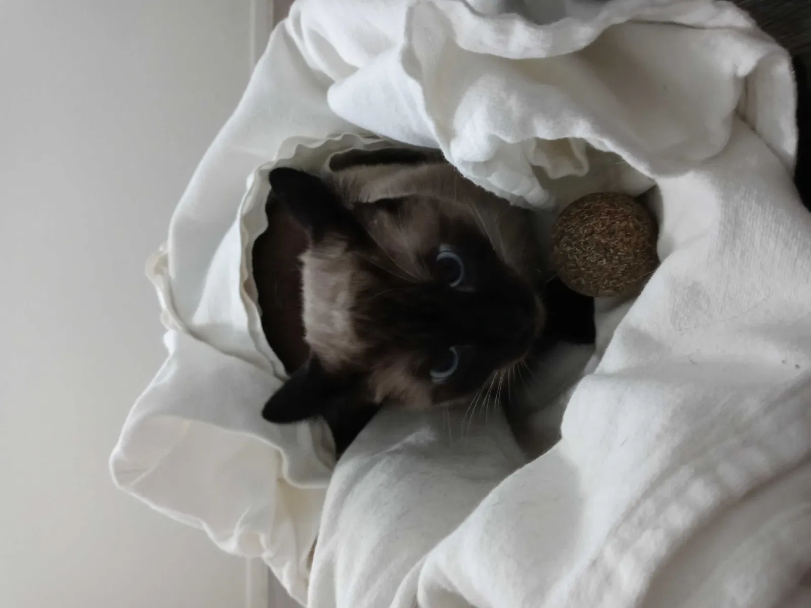 Lost cat in Galveston, TX, 77550