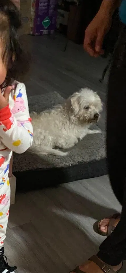 Lost dog in Los Angeles, CA, 90044