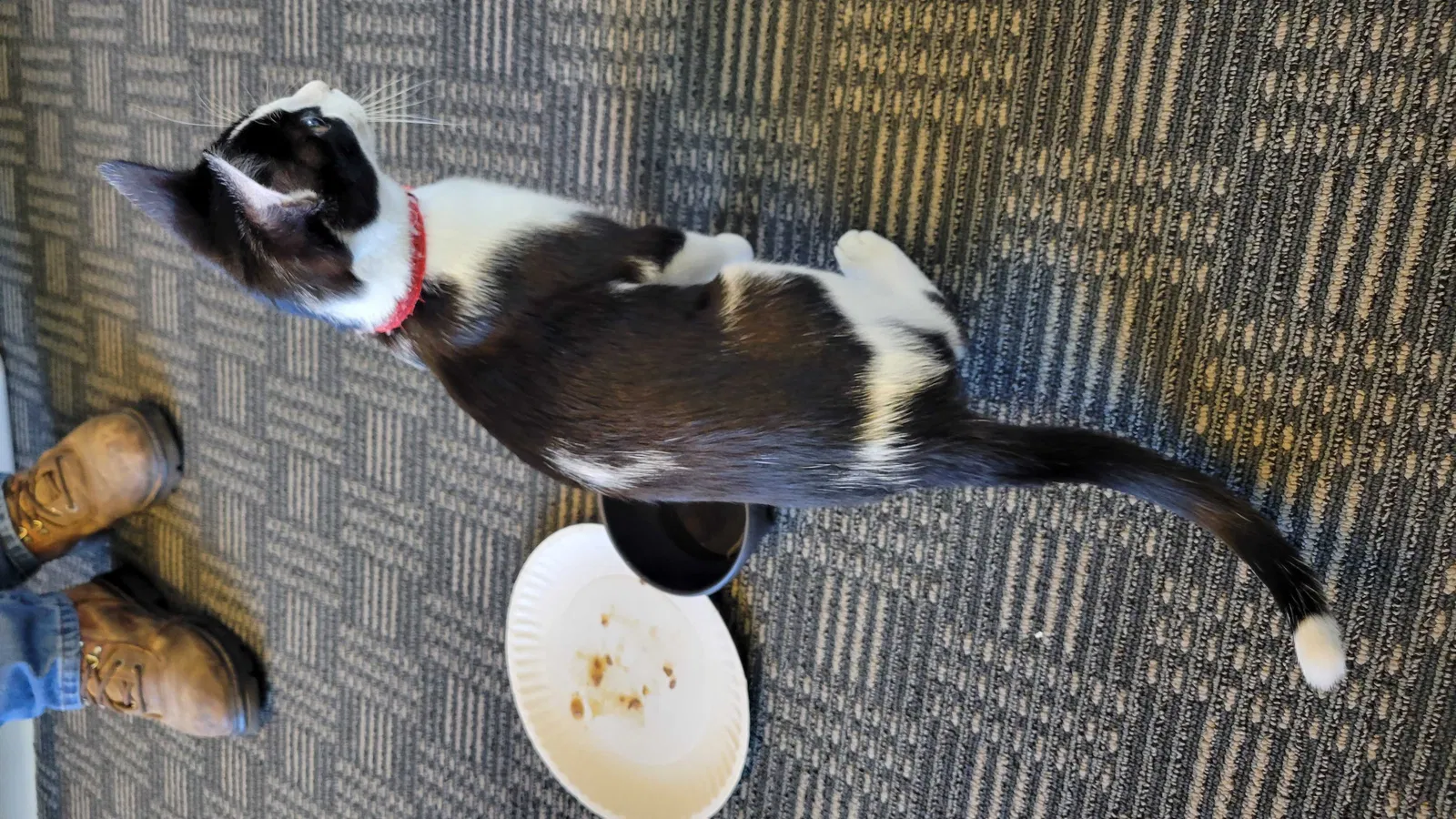 Found cat in Colorado Springs, CO, 80915