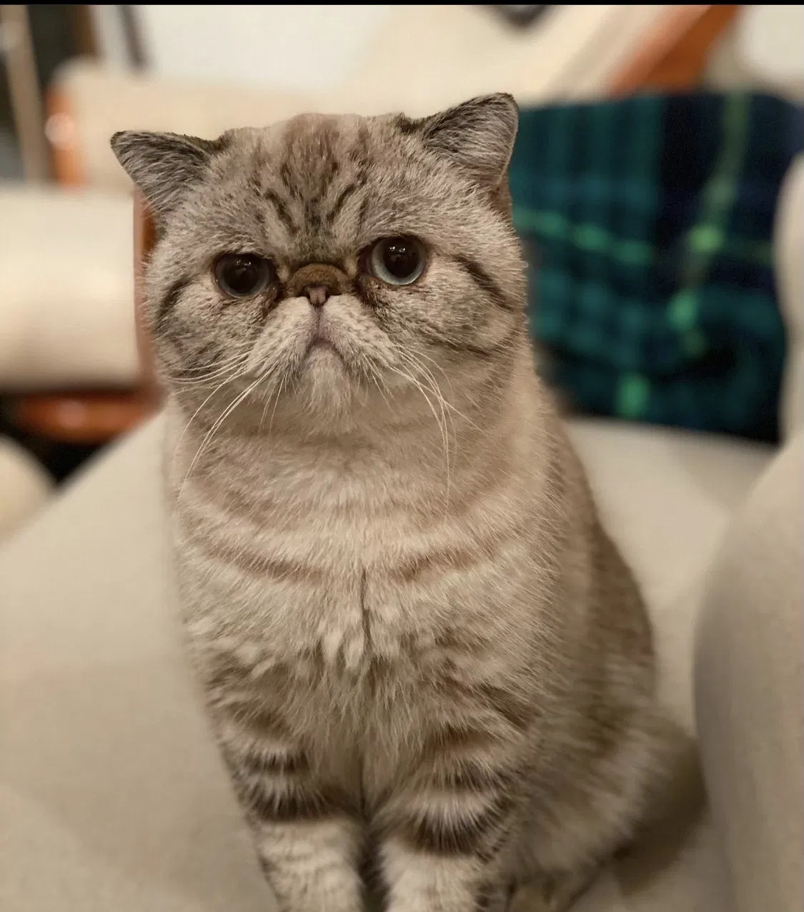 Lost cat in Charleston, SC, 29412