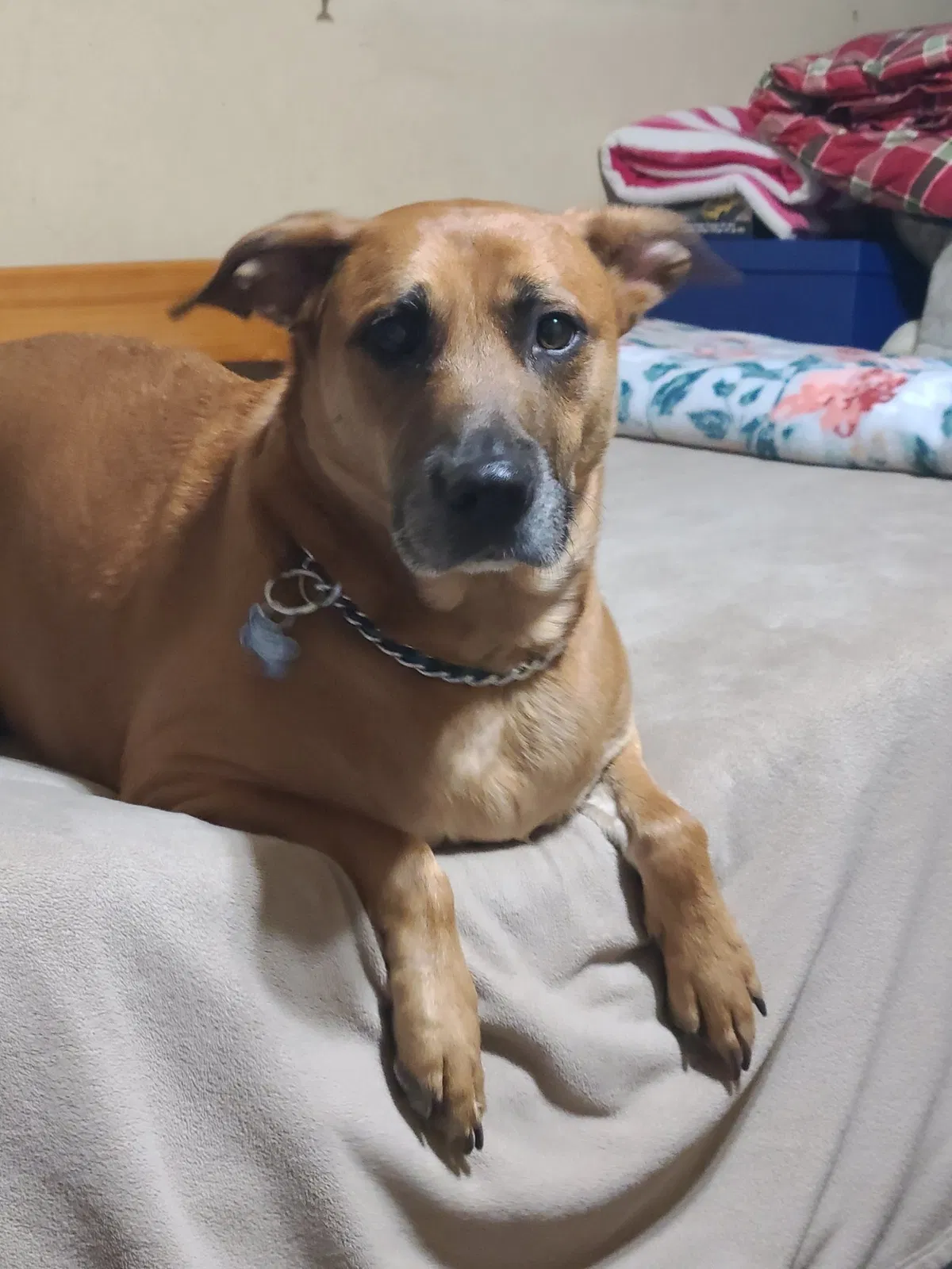 Lost dog in Homestead, FL, 33034