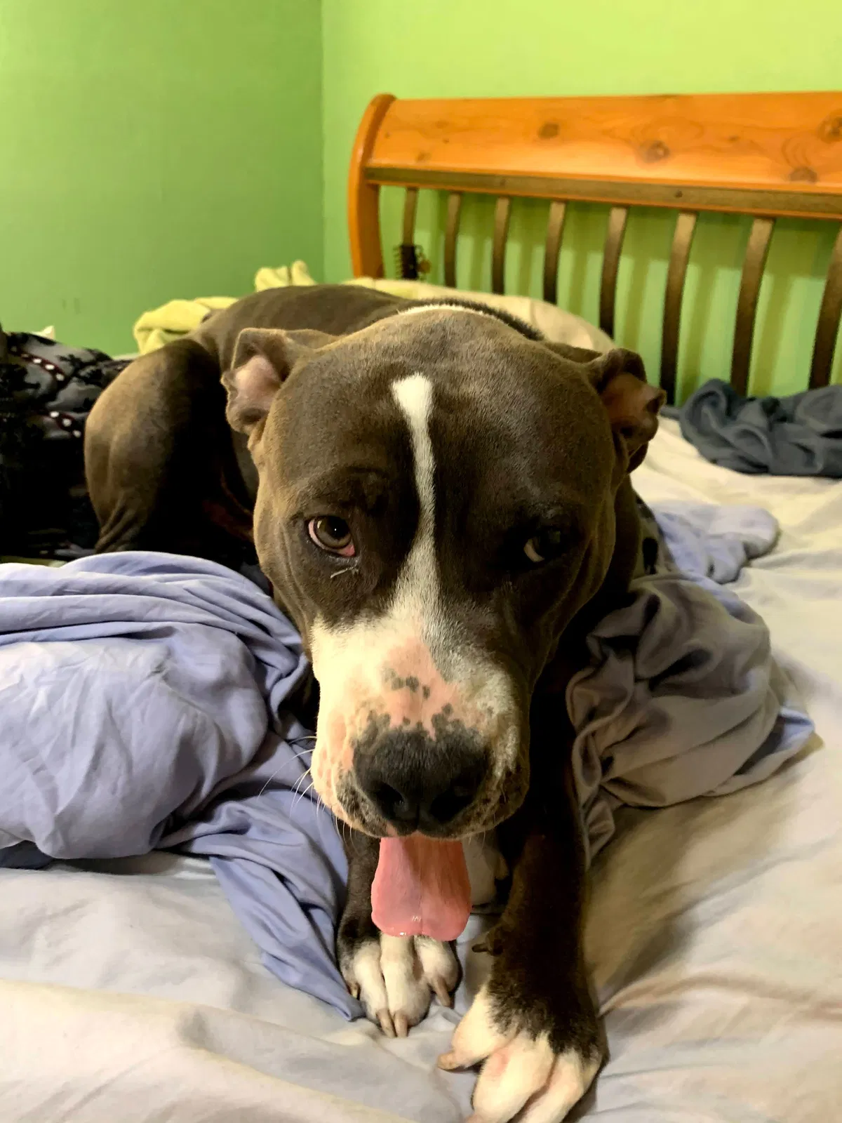 Lost dog in La Feria, TX, 78559