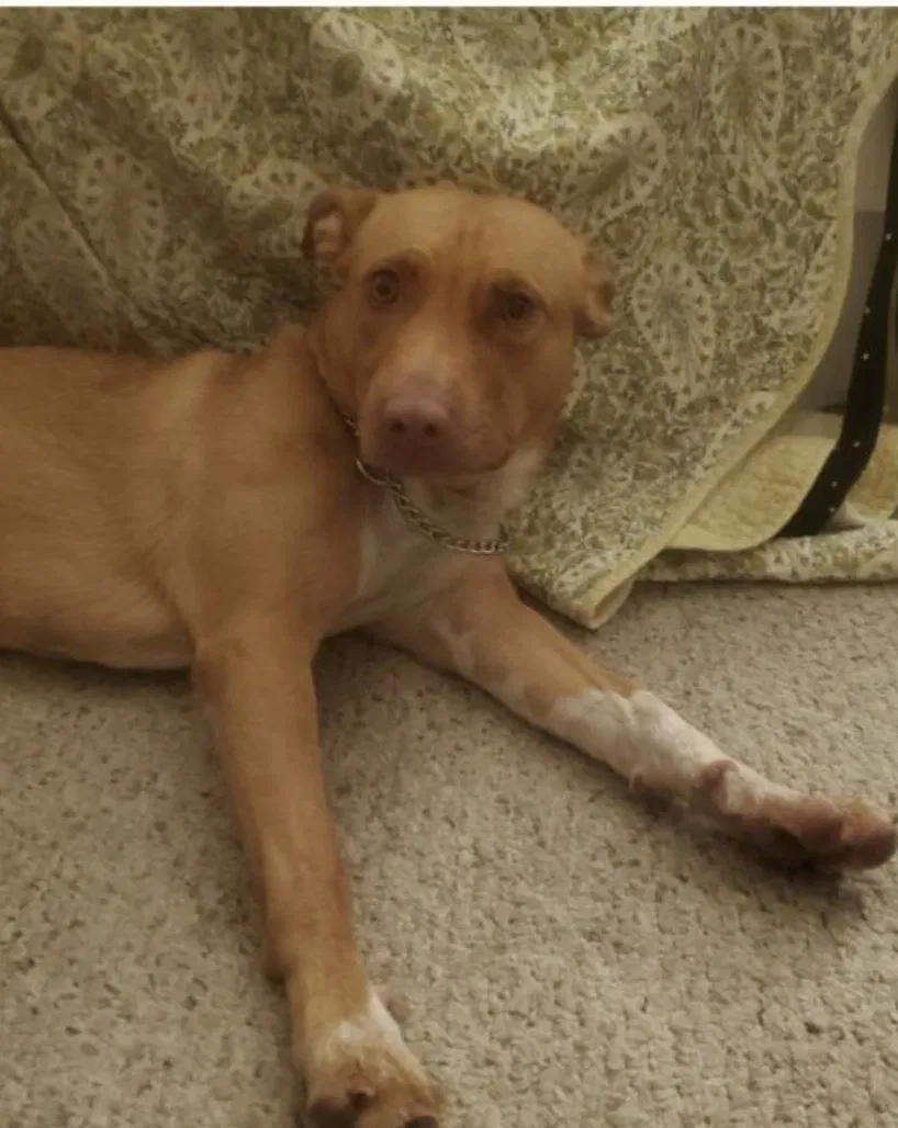 Lost dog in Colorado Springs, CO, 80916