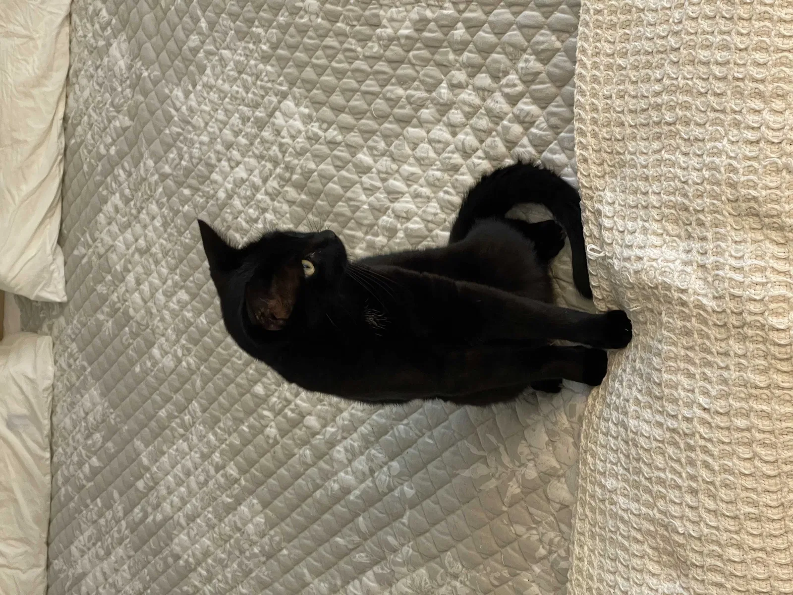 Lost cat in West Bloomfield, MI, 48322