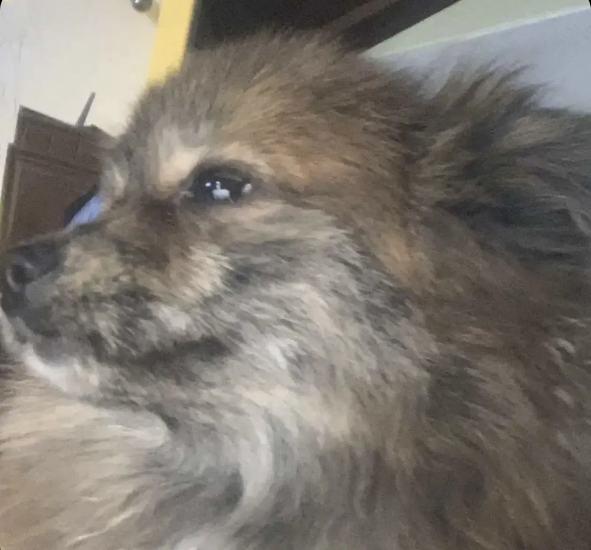 Lost dog in Mission, TX, 78573