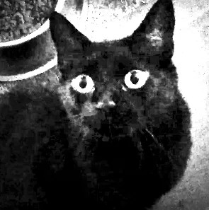 Lost cat in Valley View, TX, 76272