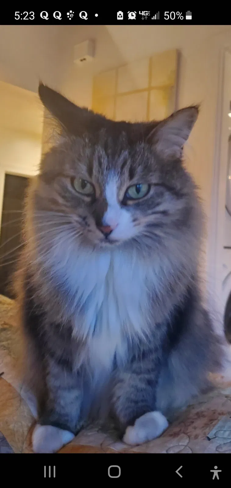 Lost cat in Nashua, NH, 3063