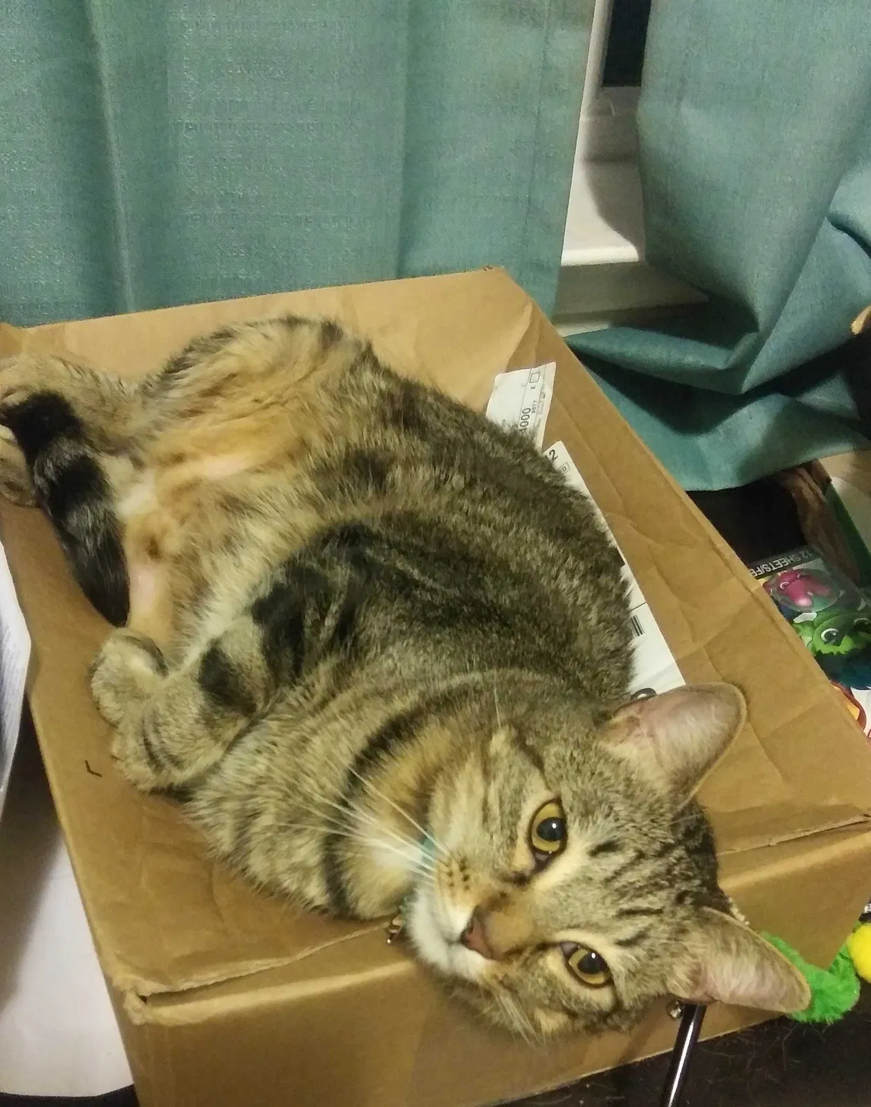 Lost cat in San Antonio, TX, 78230
