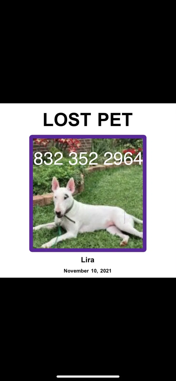 Lost dog in Spring, TX, 77373