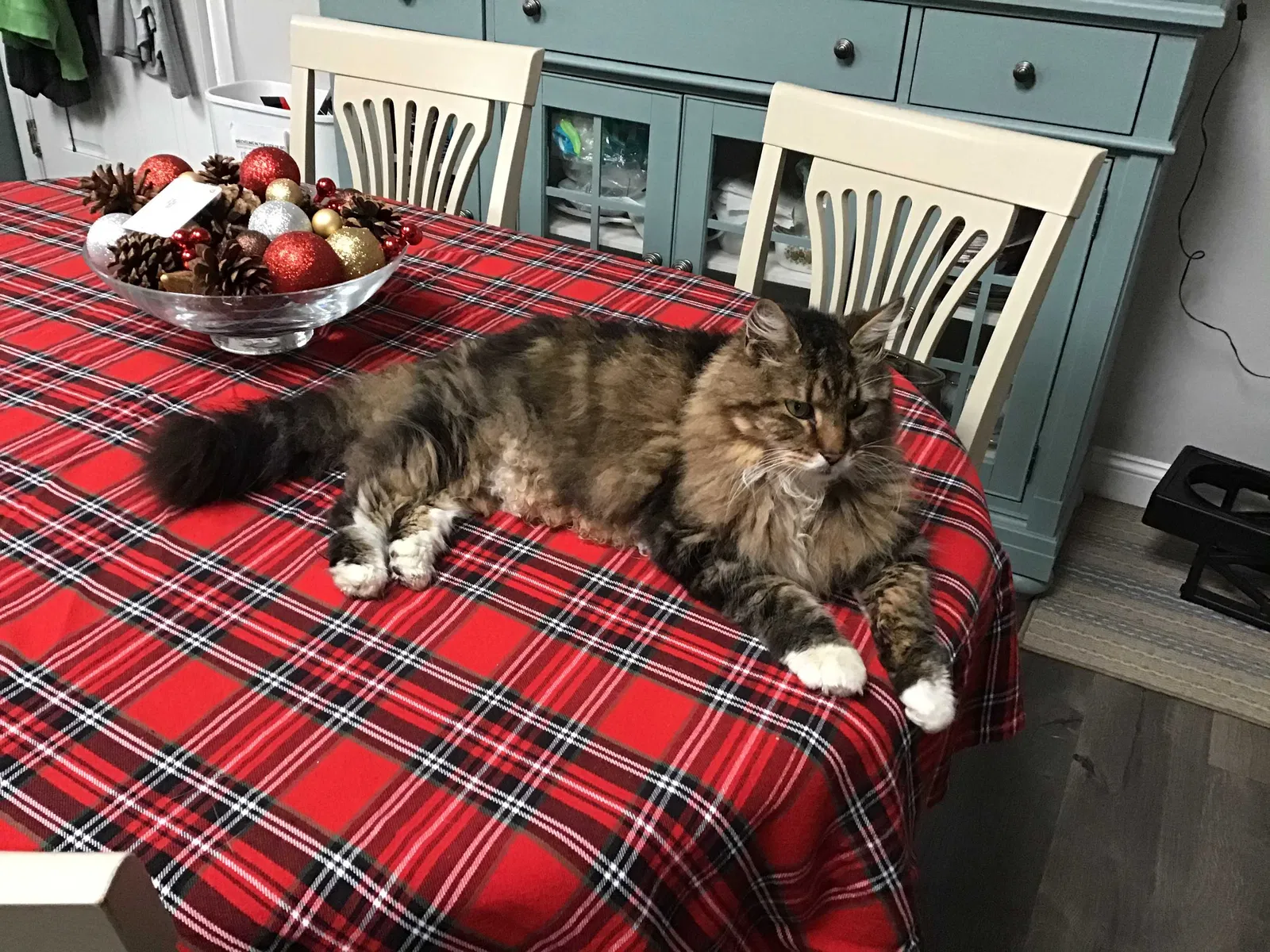 Lost cat in West Roxbury, MA, 2132