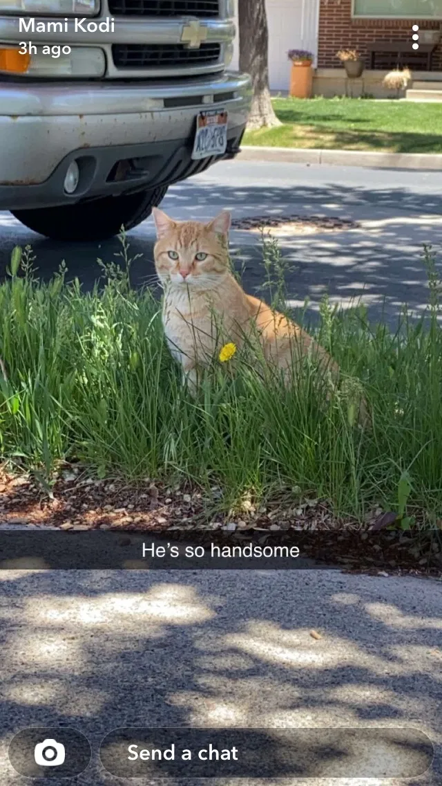 Lost cat in Mukilteo, WA, 98275