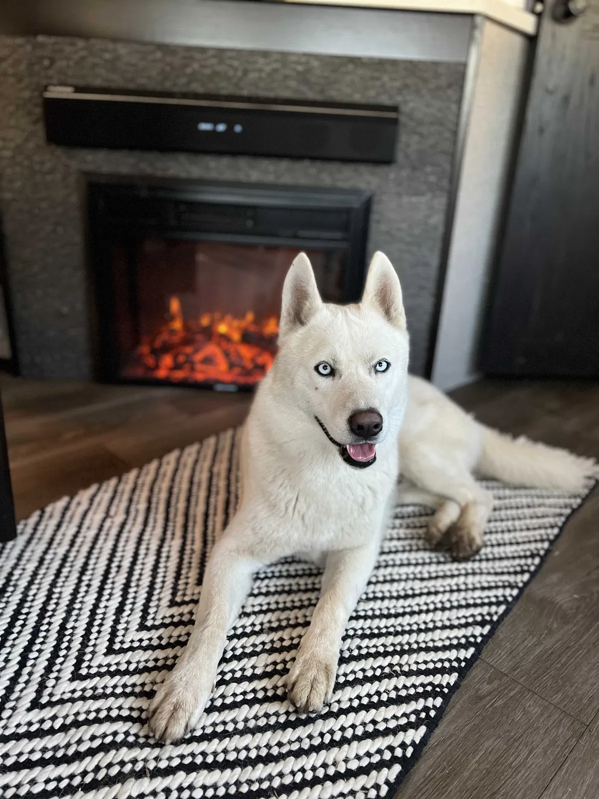 Lost dog in Riverside, CA, 92503