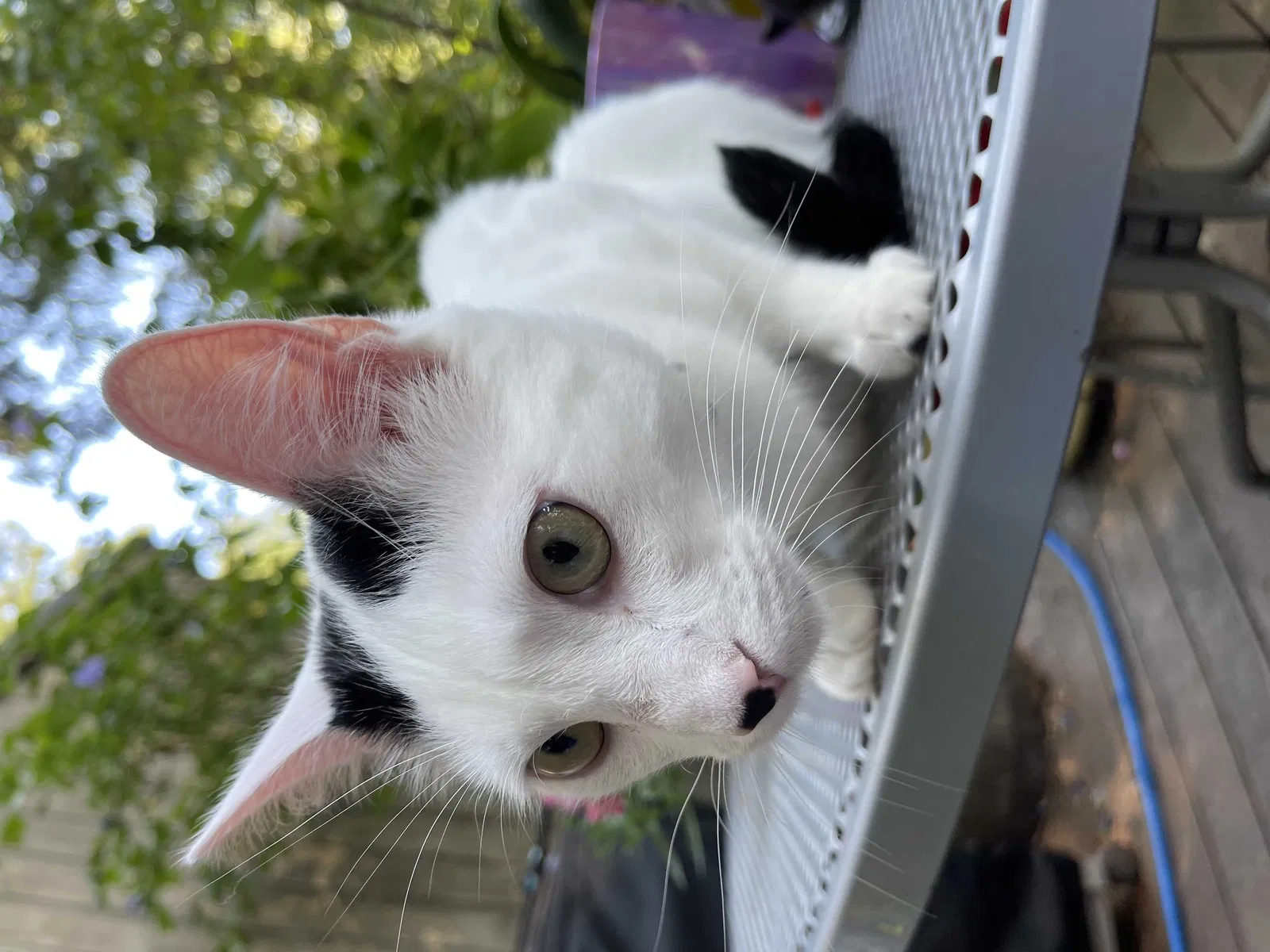 Lost cat in Portland, OR, 97239