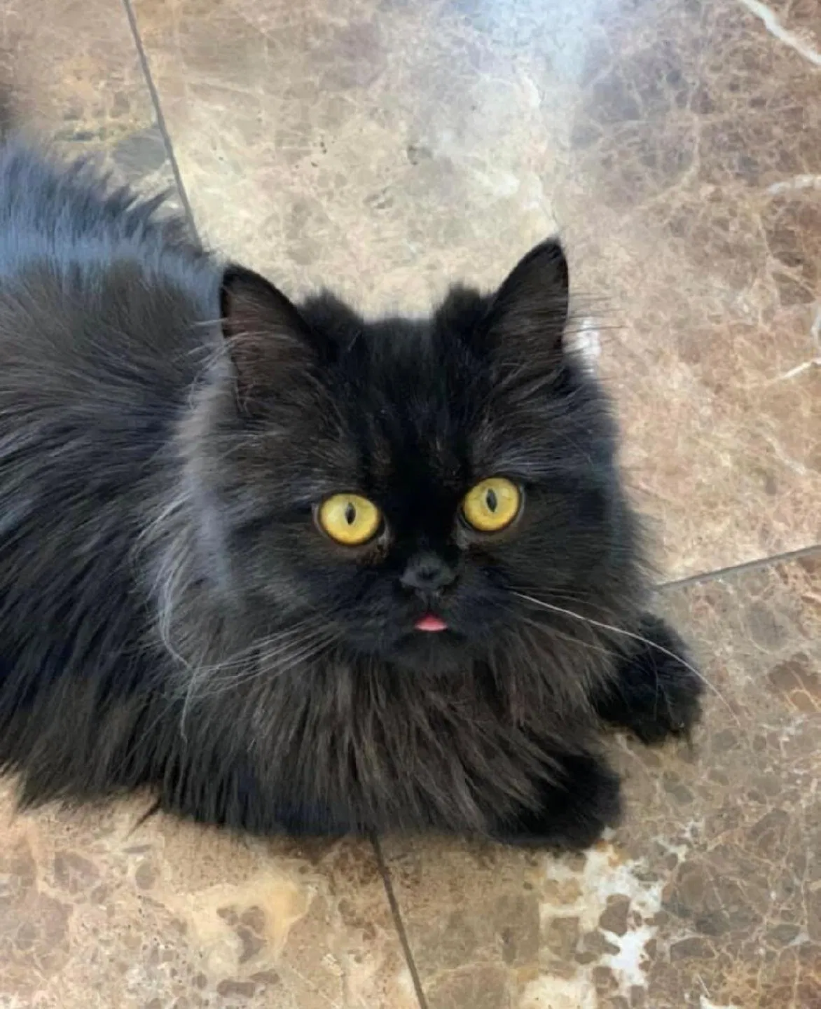 Lost cat in Durham, CT, 6422