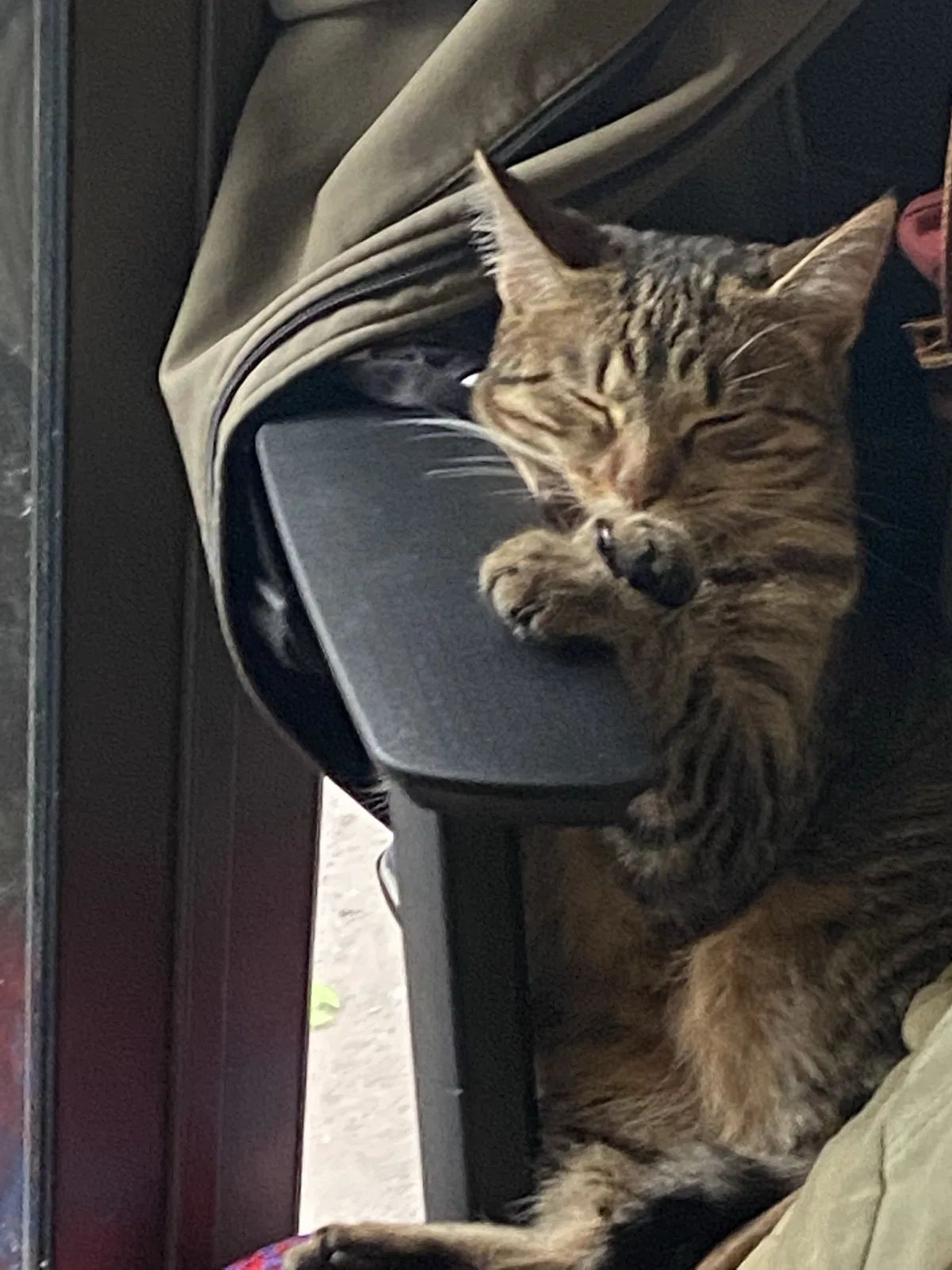 Lost cat in Winston Salem, NC, 27106