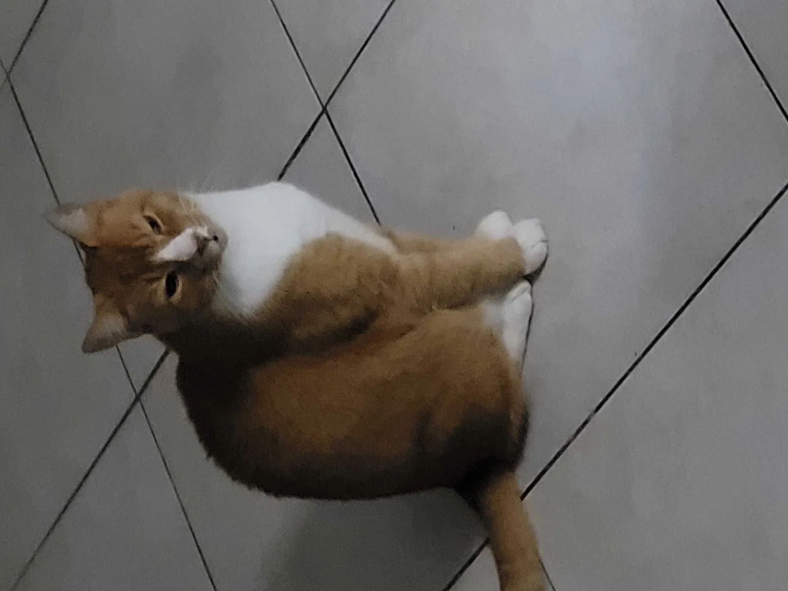 Lost cat in Jacksonville, FL, 32246