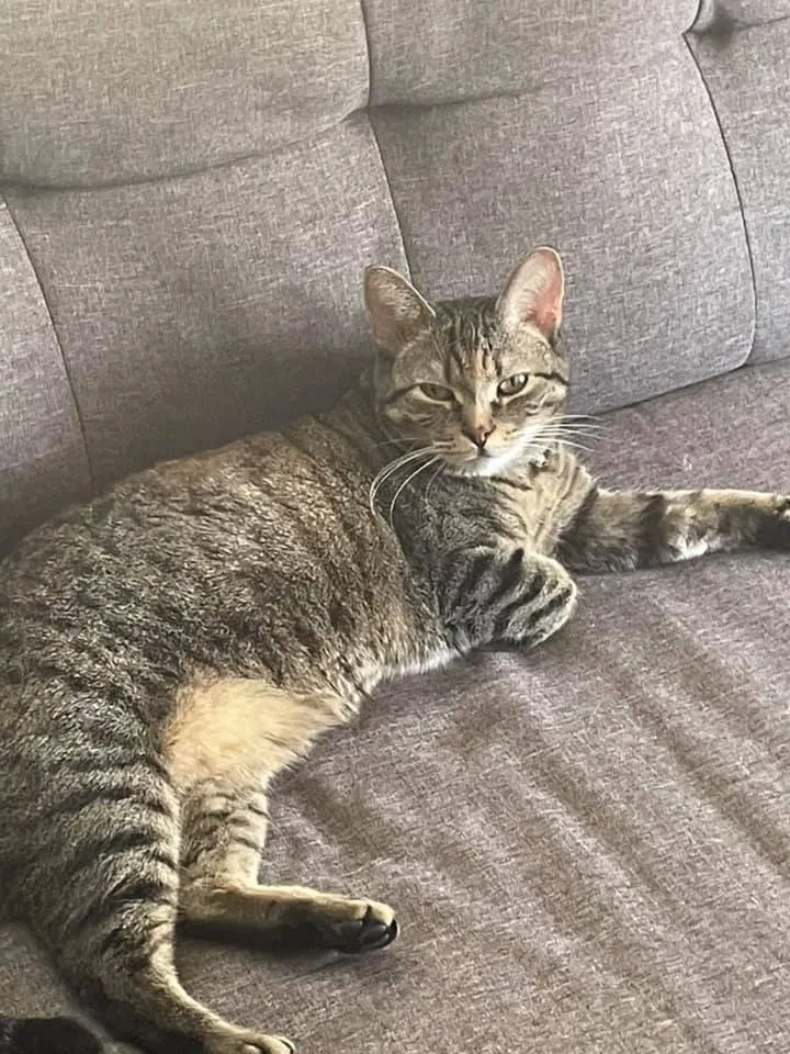 Lost cat in Madison Heights, MI, 48071