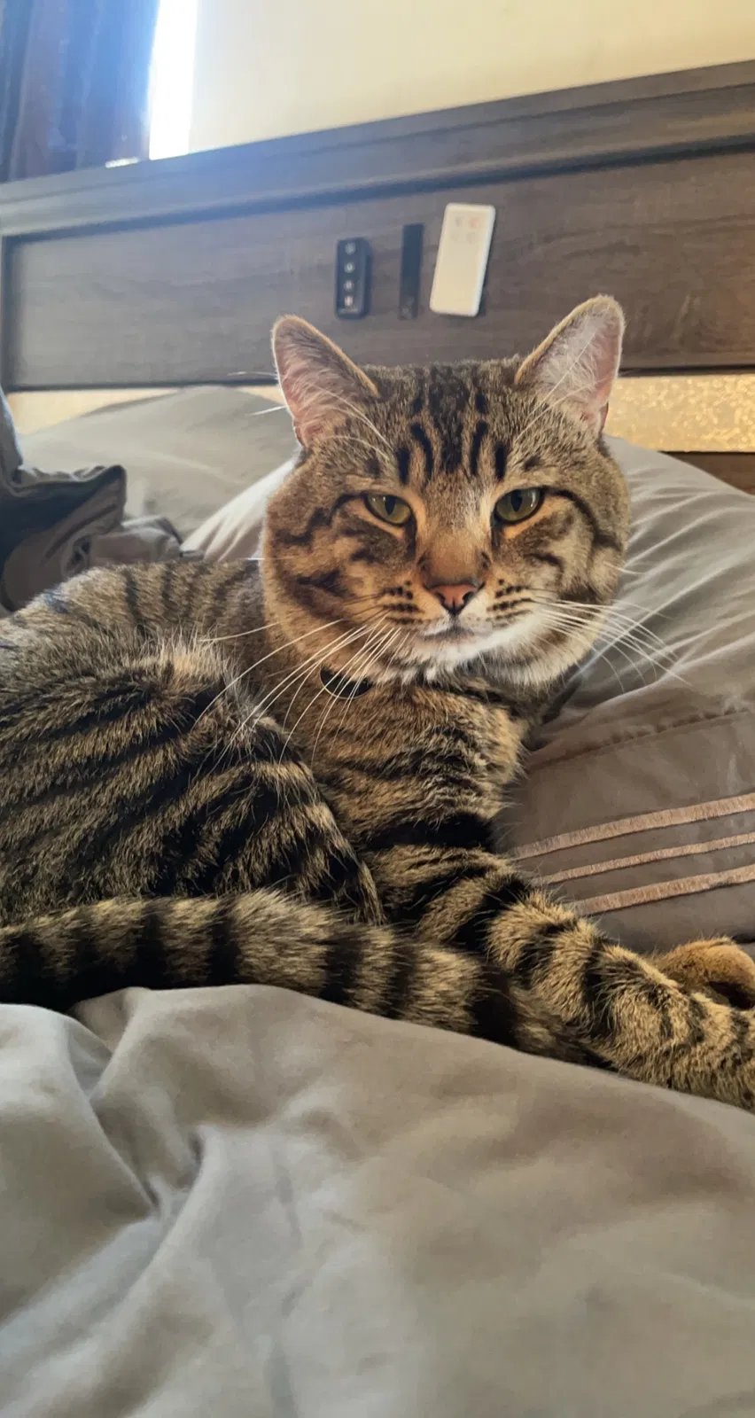 Lost cat in Red Lion, PA, 17356