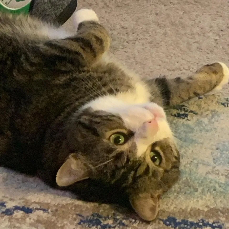 Lost cat in Waltham, MA, 2452