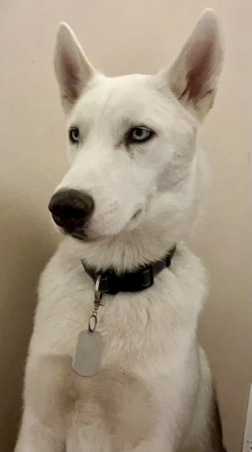 Lost dog in Pleasant Grove, UT, 84062