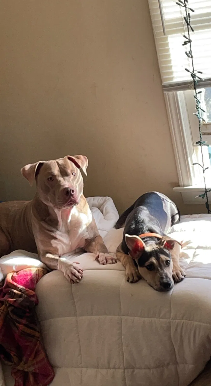 Lost dog in Lavonia, GA, 30553
